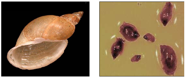 Como gravar com água-forte vermes de um corpo humano